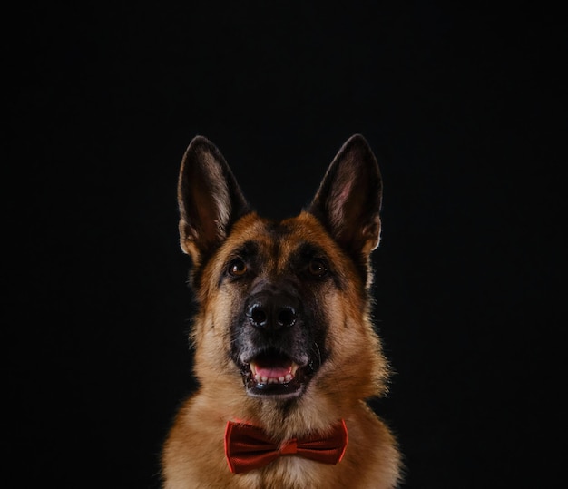 Tarjeta de felicitación minimalista con espacio de copia mascota feliz Encantador pastor alemán parece humano