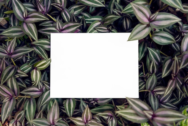 Foto tarjeta de felicitación de papel en blanco en la hoja verde para el diseño de plantilla de maqueta tarjeta de boda
