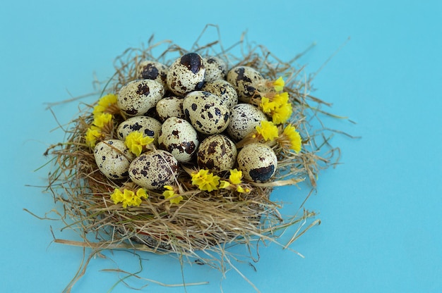 Tarjeta de felicitación de Pascua de primavera con huevos de codorniz en un nido sobre un fondo azul con flores amarillas estáticas Concepto de comida saludable