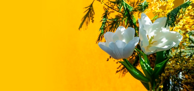 Tarjeta de felicitación de primavera con flores tulipanes blancos y mimosa sobre un fondo naranja o amarillo El concepto de banner de feminidad de ternura de primavera con espacio de copia