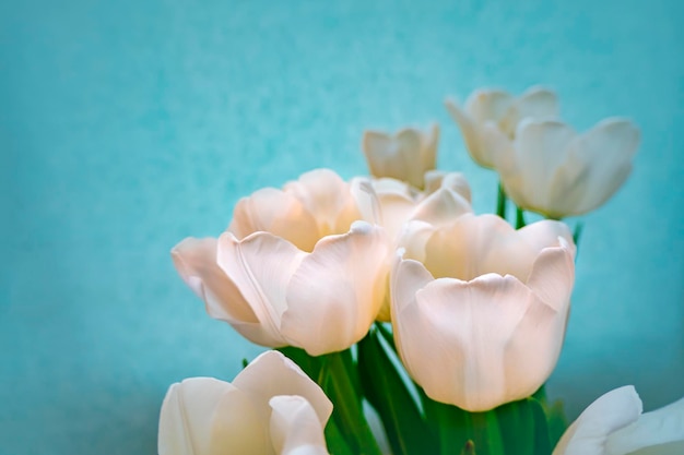 Tarjeta de felicitación de primavera con flores tulipanes blancos sobre un fondo azul cielo El concepto de espacio de copia de feminidad de ternura de primavera