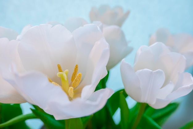 Tarjeta de felicitación de primavera con flores tulipanes blancos sobre un fondo azul cielo El concepto de espacio de copia de feminidad de ternura de primavera