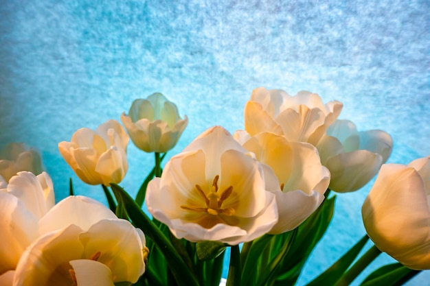 Tarjeta de felicitación de primavera con flores tulipanes blancos sobre un fondo azul cielo El concepto de espacio de copia de feminidad de ternura de primavera