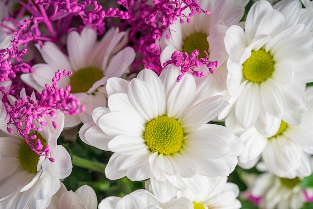 Tarjeta de felicitación de primer plano de crisantemos blancos tiernos de primavera.