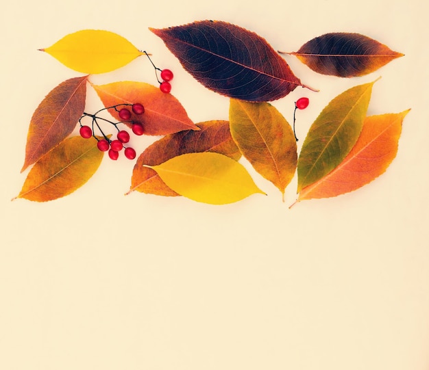 Tarjeta floral de otoño con hermosas hojas de colores brillantes y bayas de viburnum