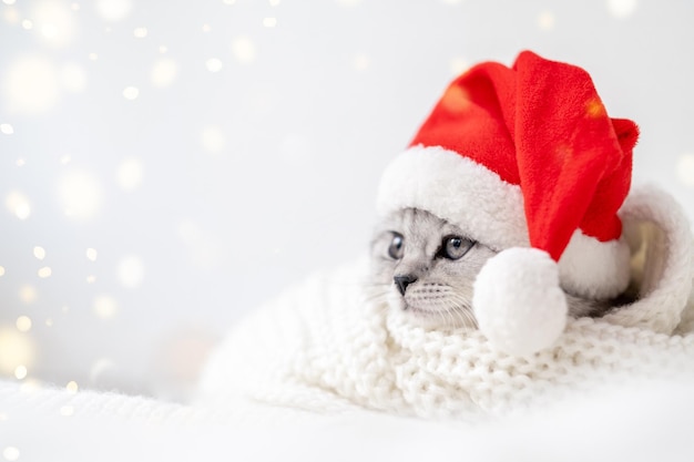 Tarjeta de gato de Navidad Pequeño gatito escocés a rayas divertido y curioso con sombrero rojo de Navidad en cama blanca en casa