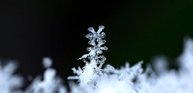 tarjeta de invierno cristales de nieve foto de invierno