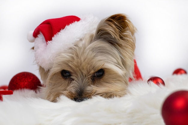 Tarjeta de Navidad. Yorkshire terrier perro en un primer plano de sombrero de santa, se encuentra en una alfombra, decoraciones navideñas