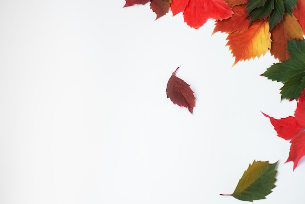 Tarjeta de otoño. Hojas amarillas y brillantes sobre un fondo blanco. Textura de otoño de hojas de parra de diferentes colores.