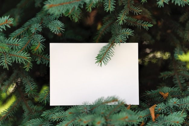 Tarjeta de papel en pino verde