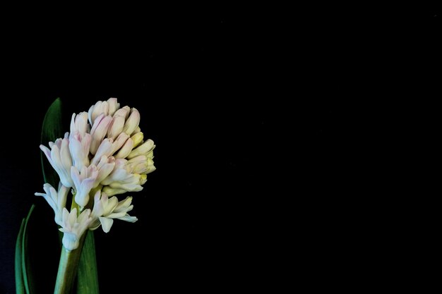 Foto tarjeta postal plana para el funeral de la muerte flores de jacinto blanco sobre fondo negro