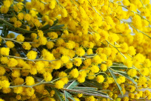 Tarjeta de primavera de vacaciones de flores de mimosa amarilla con flor de mimosa dorada tarjeta del día de la mujer de marzo