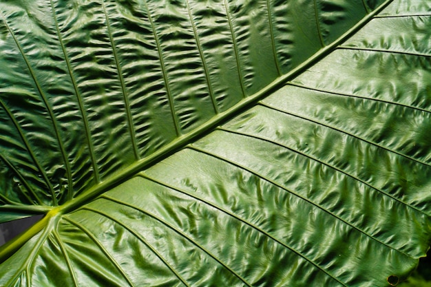 Taro é uma planta tuberosa popular no sudeste da Ásia e outras regiões tropicais.