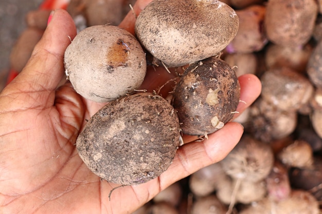 taro orgânico na comida de rua