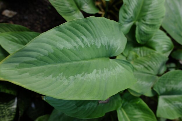 Taro-Pflanze Homalomena Andromeda, die eine Dekoration im Garten ist