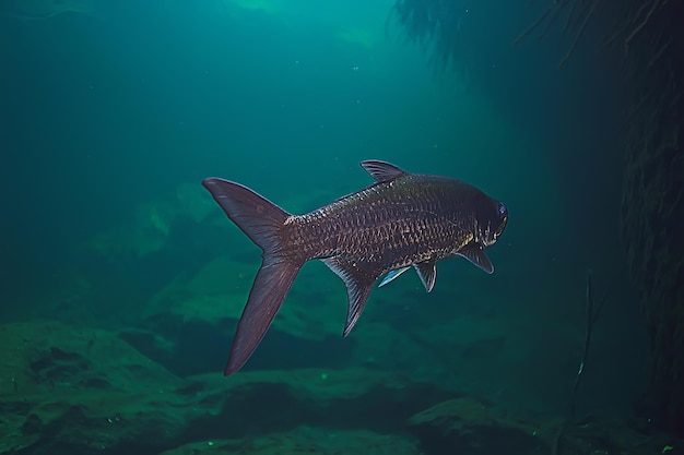 tarpão subaquático, peixes marinhos grandes, tarpão na natureza, fotografia subaquática de pesca