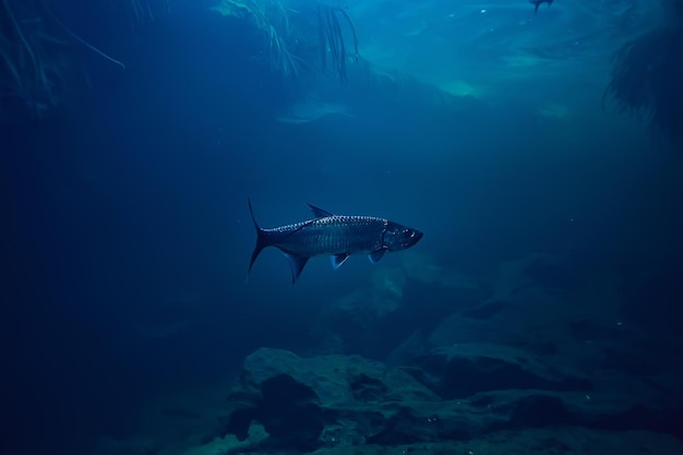 Tarpon unter Wasser, großer Seefisch, Tarpon in freier Wildbahn, Fischen unter Wasser Foto