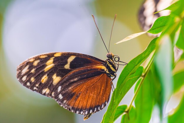 Tarricina-Langflügelschmetterling Tithorea tarricina mit geschlossenen Flügeln auf einem grünen Blatt