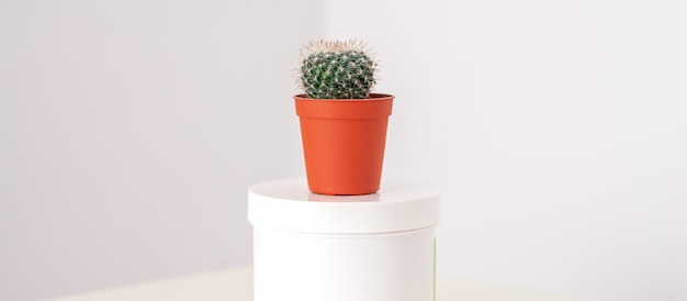 Tarro blanco con cactus en maceta pequeña sobre la mesa blanca sobre un fondo blanco con espacio de copia. Concepto de depilación.