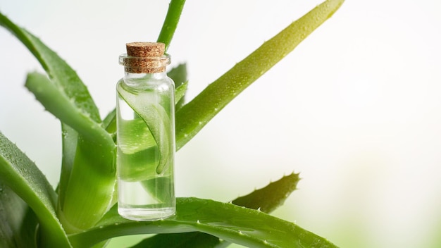 Tarro cosmético transparente con gel y trozos de hojas de Aloe Vera Closeup