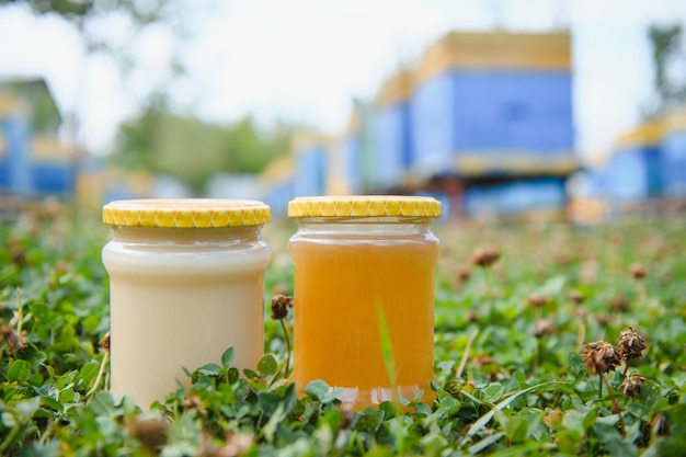 Tarro de miel y colmenas en pradera en primavera Apicultura y producción de miel Alimentos naturales saludables y orgánicos Alimentos dulces