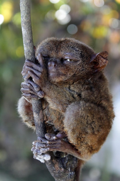 Foto tarsier filipino