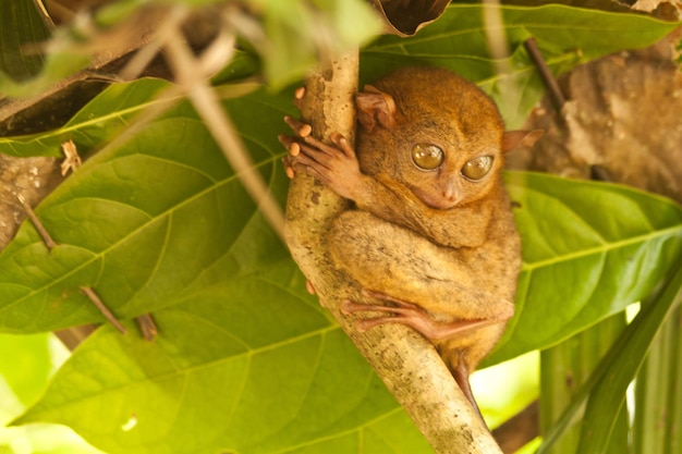 Tarsier no Parque Nacional na ilha de Bohol, Filipinas