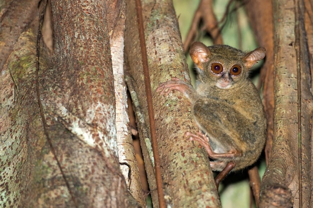 Tarsius nächtliches indonesisches Affenporträt