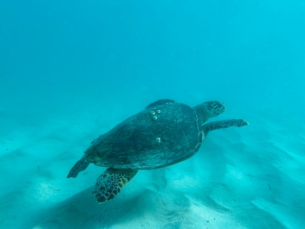 Foto tartaruga a nadar no mar