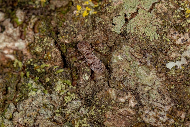 Tartaruga adulta do gênero Cephalotes