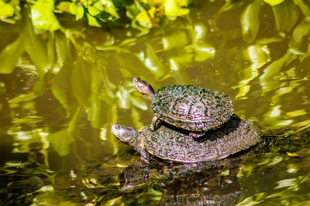 Foto tartaruga aquática em um lago na república dominicana