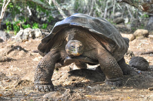 Foto tartaruga das galápagos