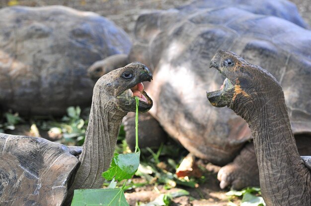 Tartaruga das Galápagos