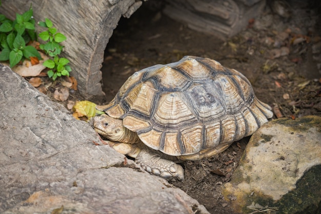 Tartaruga de esporas africana - Close-up tartaruga deitada no chão