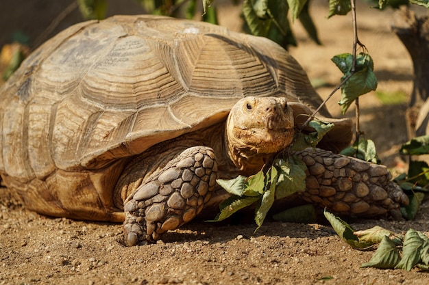 tartaruga de esporas africana