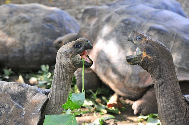 Tartaruga de Galápagos