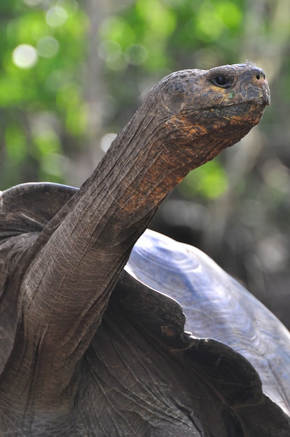 Tartaruga de Galápagos