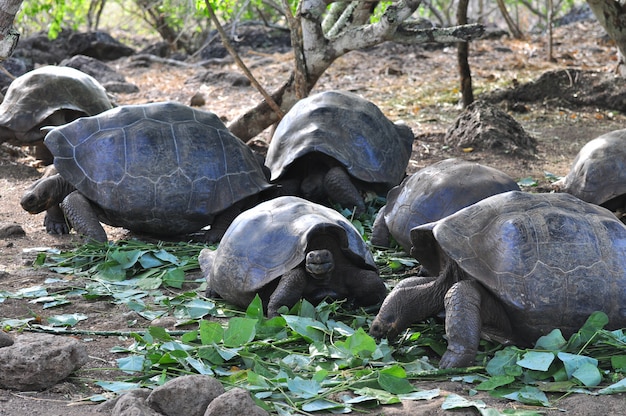 Tartaruga de Galápagos