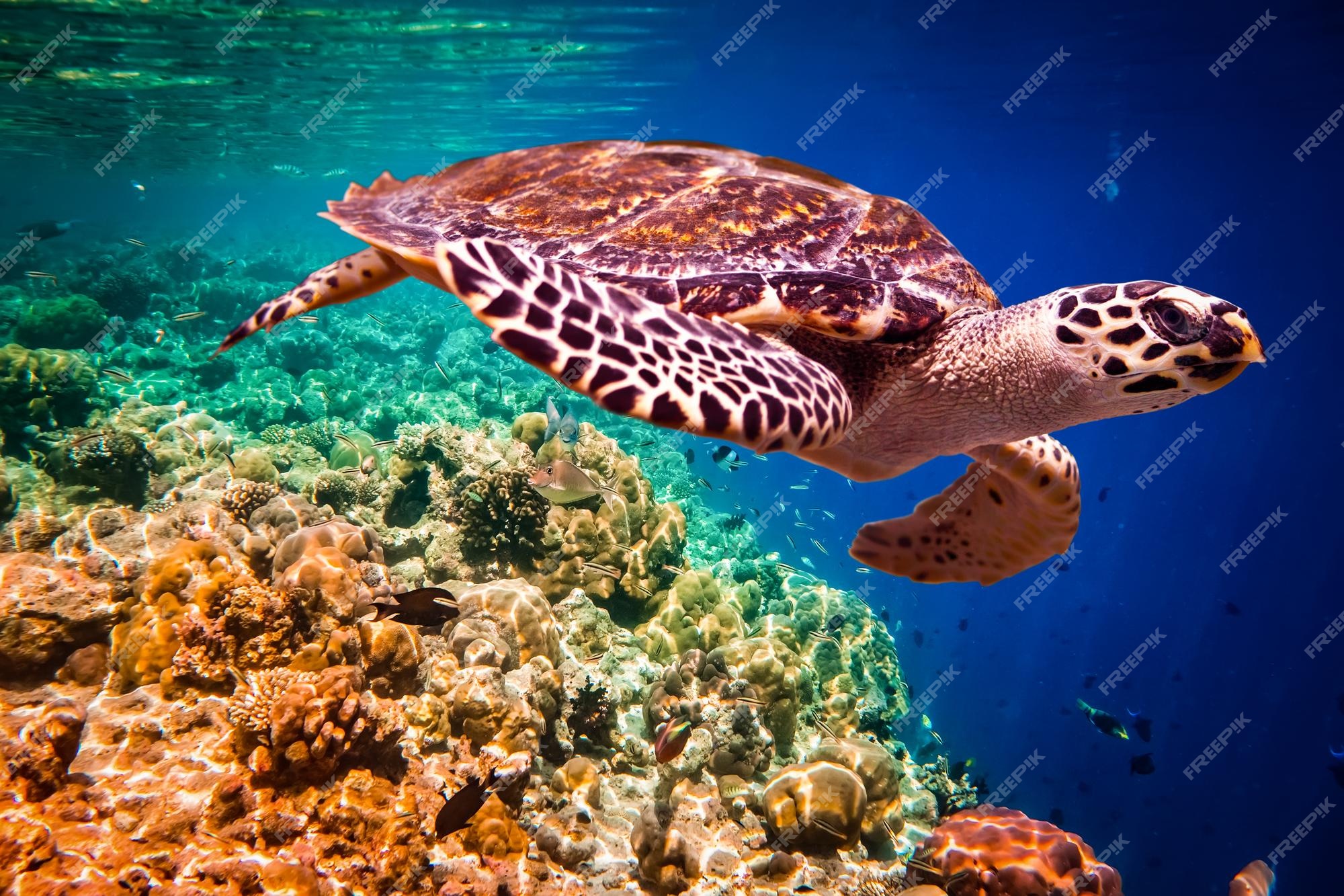 Tartaruga-de-pente - eretmochelys imbricata flutua debaixo d'água. recife  de corais do oceano índico das maldivas. | Foto Premium