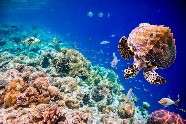 Tartaruga-de-pente - Eretmochelys imbricata flutua debaixo d'água. Recife de corais do Oceano Índico das Maldivas.