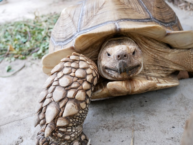 Tartaruga de Sulcata olhando no jardim zoológico de perto