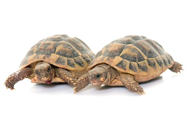 Tartaruga de testudo hermanni