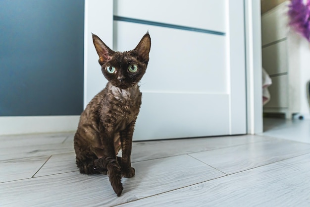 Tartaruga Devon Rex gato sentado no chão