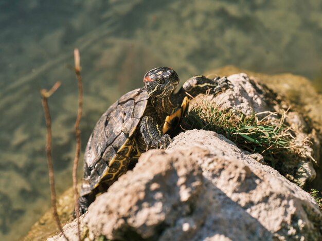 Tartaruga fofa em um lago