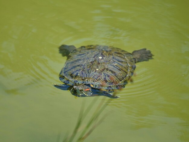 Tartaruga fofa nadando na água