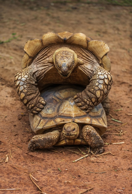 Foto tartaruga gigante de aldabra (aldabrachelys gigantea) acasalando no jardim
