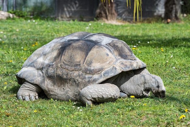 Tartaruga gigante de madagascar de perto