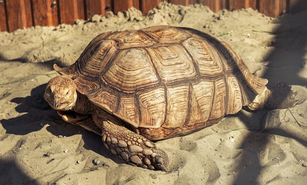 Tartaruga gigante na areia do zoológico