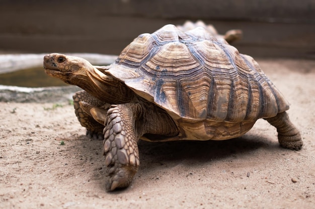 Tartaruga grande e velha no zoológico