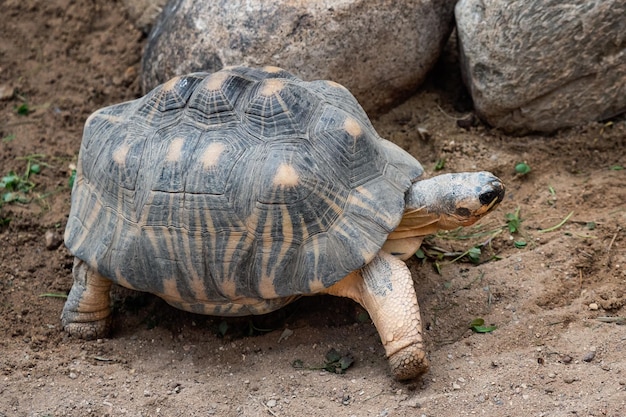 Tartaruga irradiada andando no chão astrochelys radiata